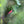 Load image into Gallery viewer, High Quality Red Cherry Shrimp