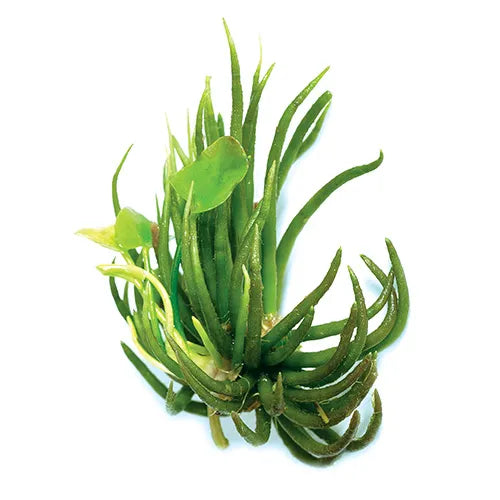 anana Lily – Beginner Aquarium Plant with Floating Leaves & Unique Roots