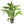 Load image into Gallery viewer, Blue Stricta (Hygrophila corymbosa) – Easy Background Plant in 5cm Pot