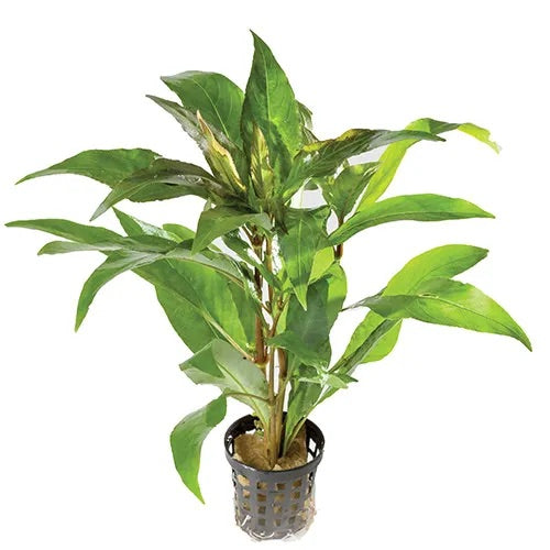 Blue Stricta (Hygrophila corymbosa) – Easy Background Plant in 5cm Pot