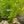Load image into Gallery viewer, Lace Fern (Water Sprite)- 5cm Pot