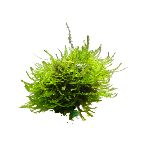 Floating Moss Ball – Easy Decorative Plant for Shrimp, Bettas & Nano Tanks