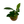 Load image into Gallery viewer, Assorted Anubias Spp 3cm clay pot