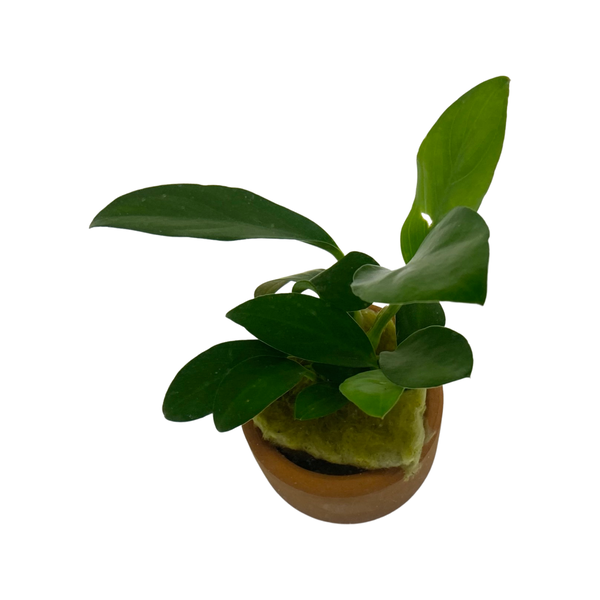 Assorted Anubias Spp 3cm clay pot