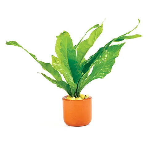 Java Fern 3cm Clay pot