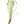 Load image into Gallery viewer, Echinodorus Latifolius (Tall Chain Sword)