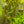 Load image into Gallery viewer, Aponogeton Crispus