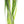 Load image into Gallery viewer, Giant Vallisneria – Tall Background Plant for Large Aquariums