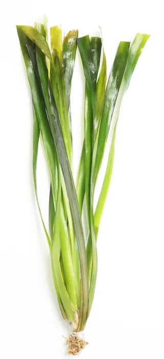 Giant Vallisneria – Tall Background Plant for Large Aquariums