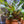 Load image into Gallery viewer, Assorted Crypt in Mini Urn – Easy Aquarium Plant with Natural Pot Decor