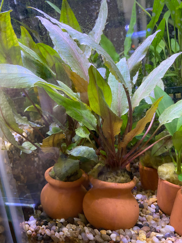 Assorted Crypt in Mini Urn – Easy Aquarium Plant with Natural Pot Decor
