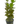 Load image into Gallery viewer, Bacopa spp. – Easy Stem Plant for Background or Midground Placement