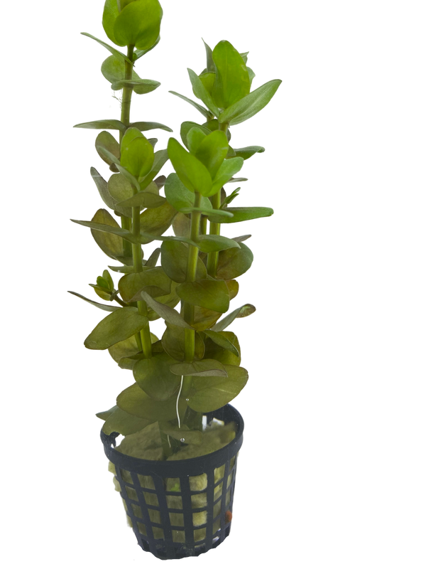 Bacopa spp. – Easy Stem Plant for Background or Midground Placement