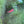 Load image into Gallery viewer, High Quality Red Cherry Shrimp