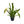 Load image into Gallery viewer, Walking Iris (Neomarica Northiana)