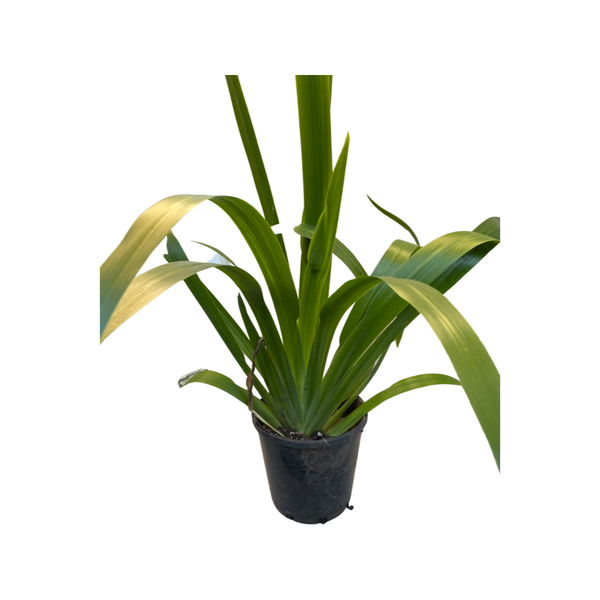 Walking Iris (Neomarica Northiana)