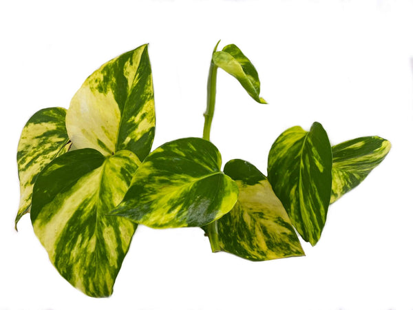 Pothos x3 eyes
