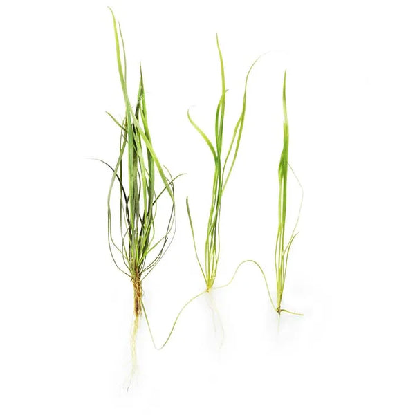 Echinodorus Tenellus – Easy Foreground Chain Sword for Low Tech Aquariums