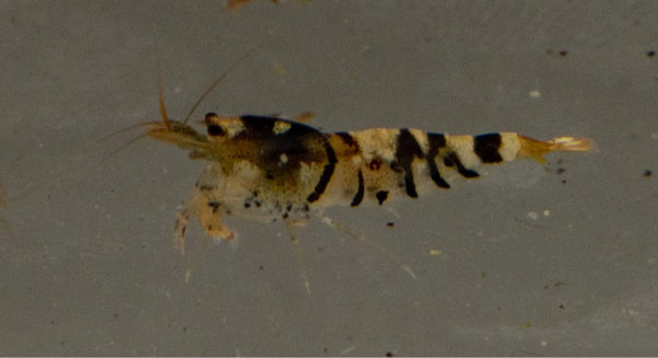 Assorted Caridina Shrimp