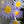 Load image into Gallery viewer, Nymphaea Spp (blue flowered water Lily)