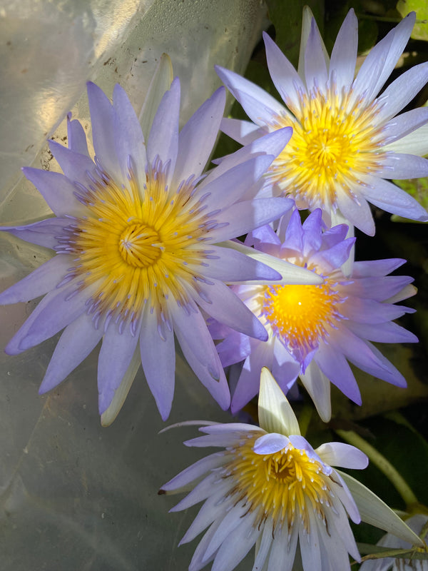Nymphaea Spp (blue flowered water Lily)