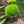 Load image into Gallery viewer, Riccia Topiary Balls