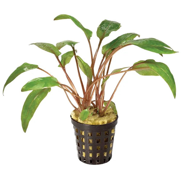 Cryptocoryne undulata ‘Red’ – Easy Midground Plant in 5cm Pot
