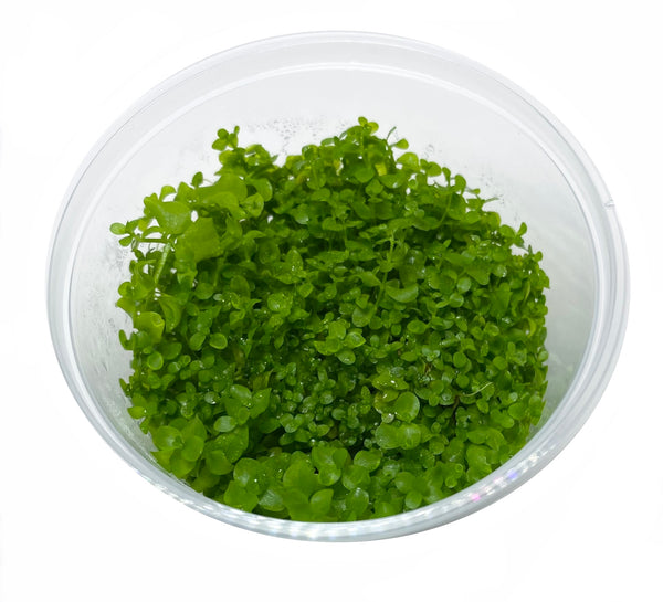 Monte Carlo Tissue Culture