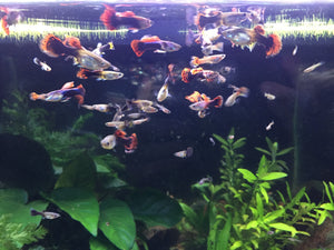 Live Fish