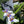 Load image into Gallery viewer, Walking Iris (Neomarica northiana) – Bare Root
