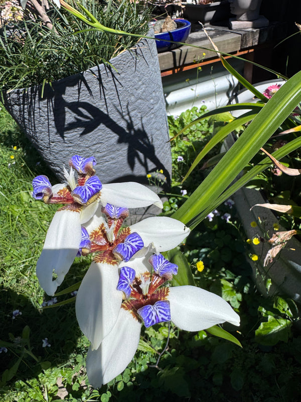 Walking Iris (Neomarica northiana) – Bare Root