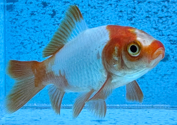 Assorted Comet Goldfish 5cm