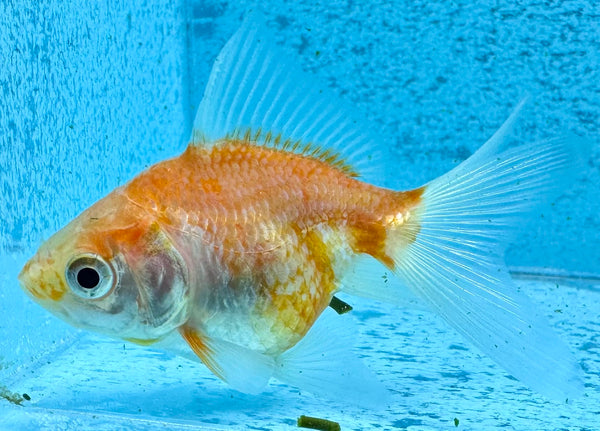 Assorted Fantail Goldfish 5cm