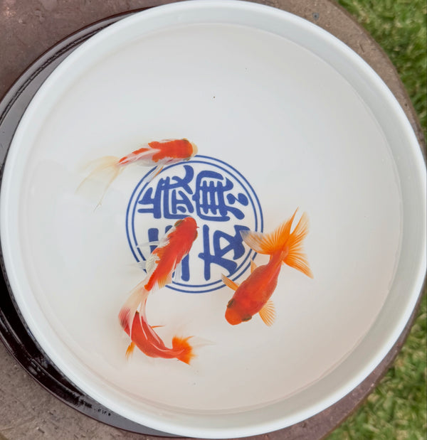Assorted Fantail Goldfish 5cm