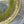 Load image into Gallery viewer, Daphnia Magna Live Culture (larger Daphnia Variety)
