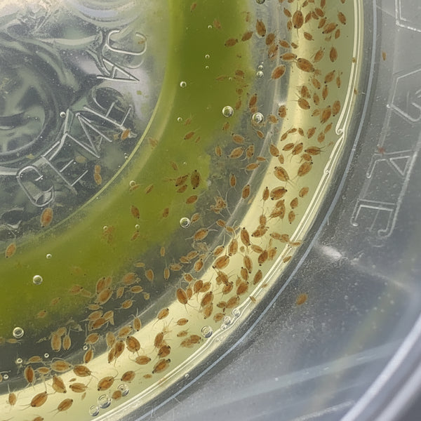 Daphnia Magna Live Culture (larger Daphnia Variety)