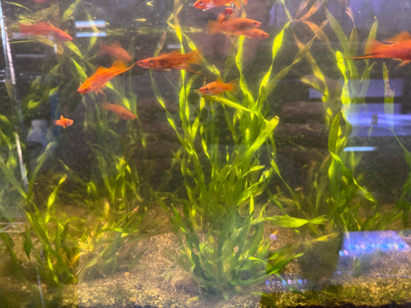 Twisted Vallisneria ‘Contortionist’ – Live Aquarium Plant