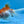 Load image into Gallery viewer, Assorted Fantail Goldfish 5cm
