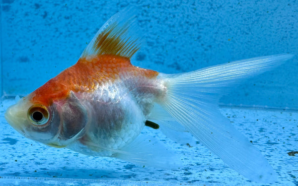 Assorted Fantail Goldfish 5cm