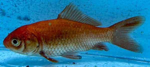 Assorted Comet Goldfish 5cm