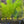 Load image into Gallery viewer, Milfoil spp
