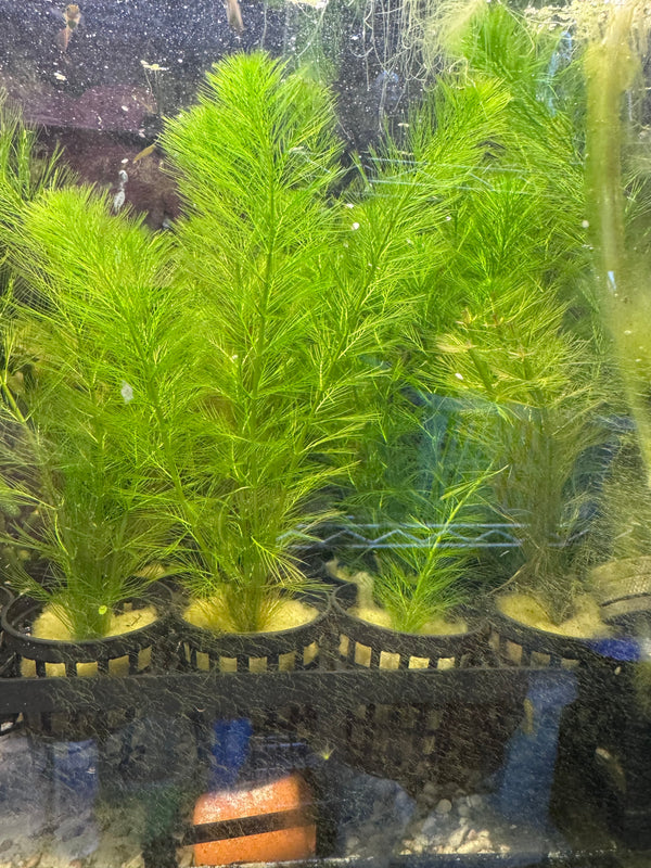 Milfoil spp