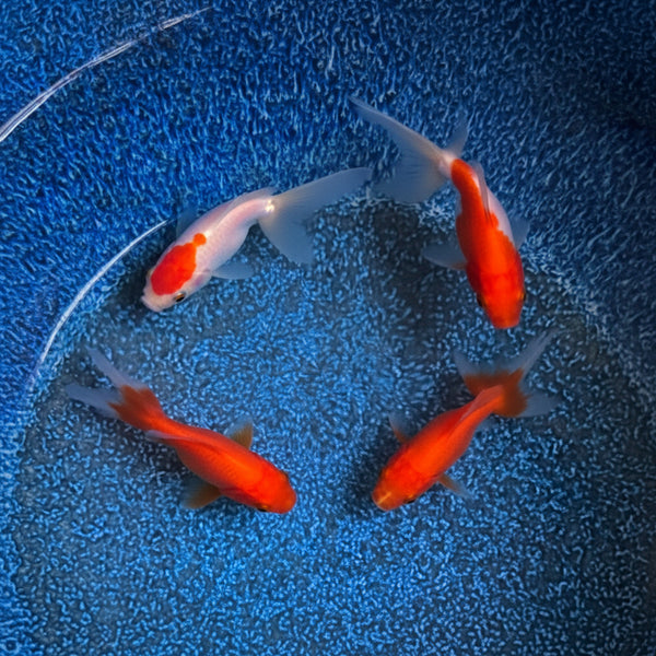 Assorted Fantail Goldfish 5cm