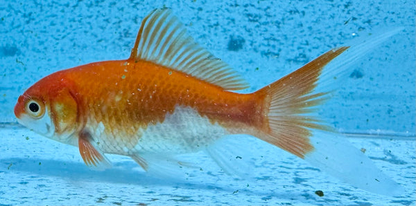 Assorted Comet Goldfish 5cm