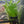 Load image into Gallery viewer, Lilaeopsis brasiliensis (Micro Sword)
