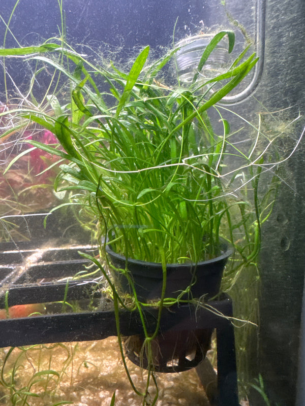 Lilaeopsis brasiliensis (Micro Sword)