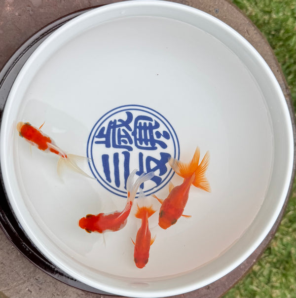 Assorted Fantail Goldfish 5cm