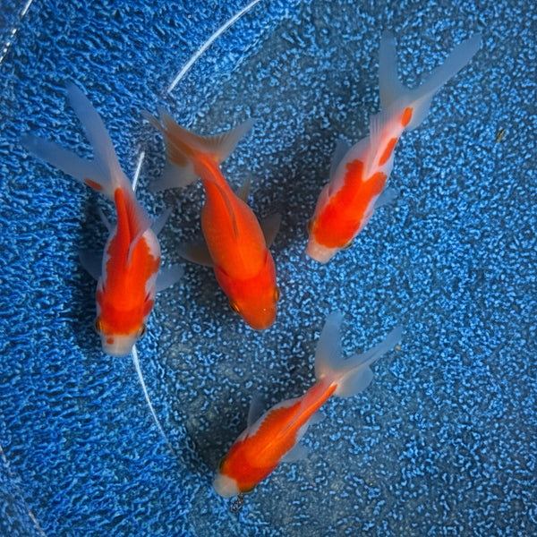 Assorted Fantail Goldfish 5cm