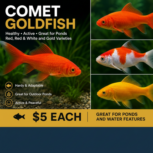Assorted Comet Goldfish 5cm