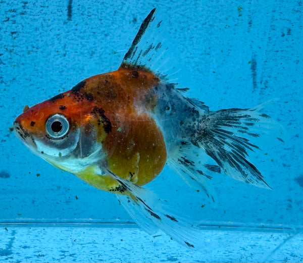 Assorted Fantail Goldfish 5cm